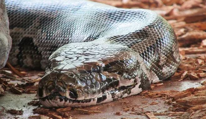 Burmese python facial pit consider Burmese python facial pit are